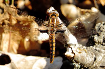 Blue Corporal