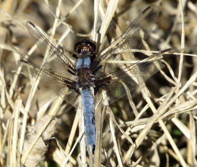 Blue Corporal