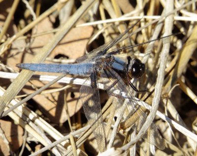 Blue Corporal
