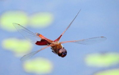 Carolina Saddlebags