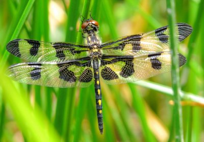 Banded Pennant
