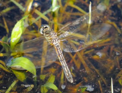 Blue Dasher