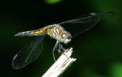 Blue Dasher
