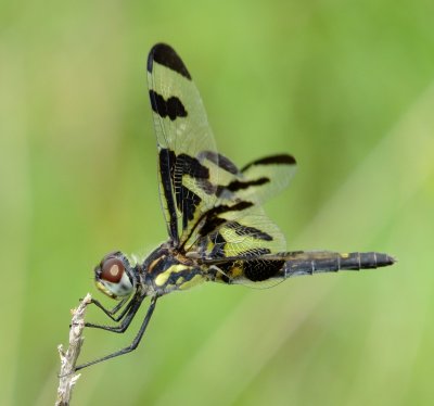 Banded Pennant