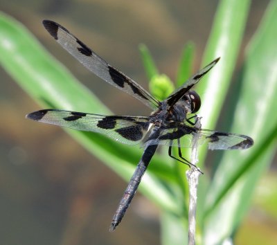 Banded Pennant