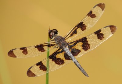 Banded Pennant