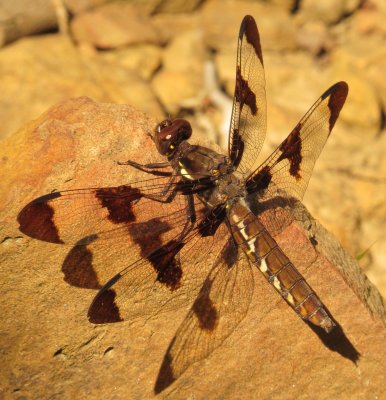 Common Whitetail