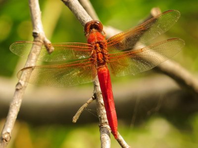 Neon Skimmer