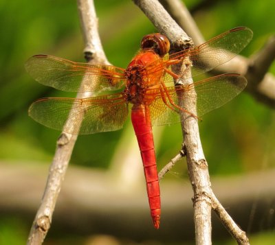 Neon Skimmer