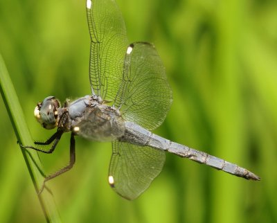 Comanche Skimmer