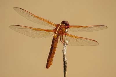 Neon Skimmer