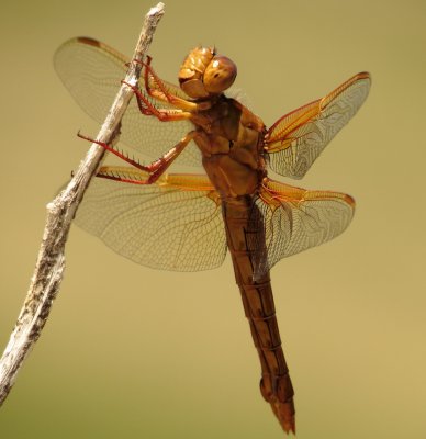 Neon Skimmer