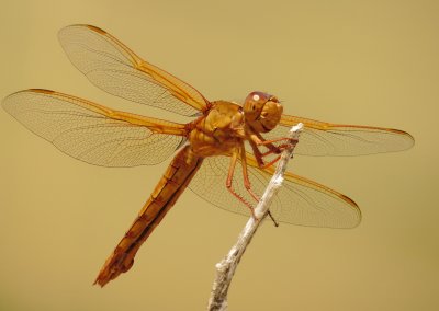 Neon Skimmer