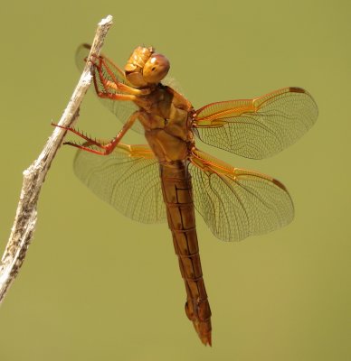 Neon Skimmer