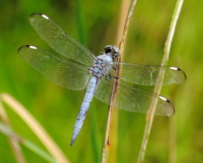 Comanche Skimmer