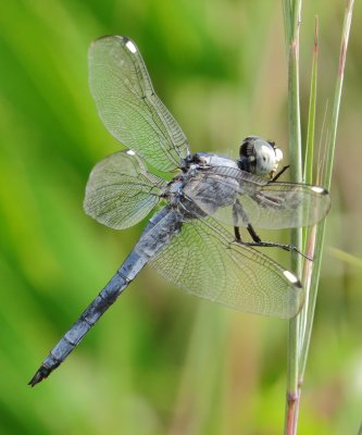 Comanche Skimmer