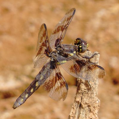 Common/Desert Whitetail