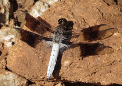 Common Whitetail