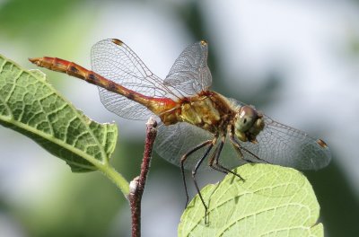 Striped Meadowhawk