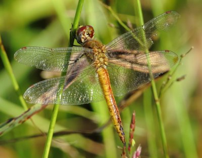 Wandering Glider