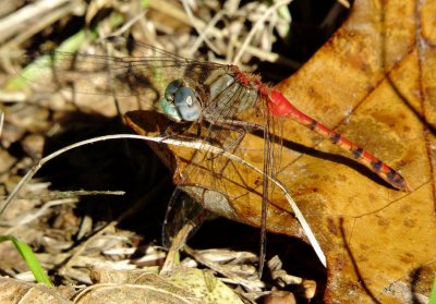 Blue-Faced Meadowhawk