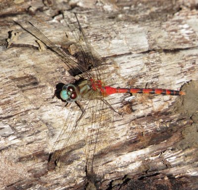 Blue-Faced Meadowhawk