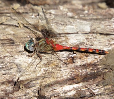 Blue-Faced Meadowhawk