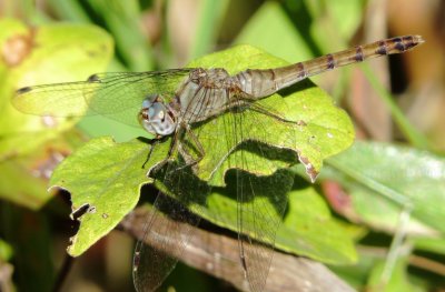 Blue-Faced Meadowhawk