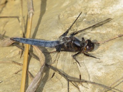 Blue Corporal