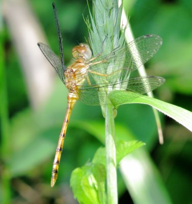 Blue-Faced Meadowhawk