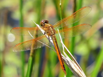 Golden-Winged Skimmer