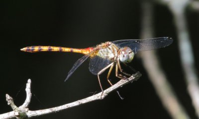 Blue-Faced Meadowhawk
