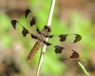 Common Whitetail