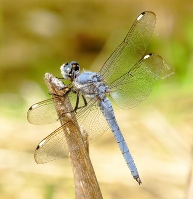 Comanche Skimmer