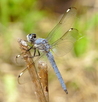 Comanche Skimmer