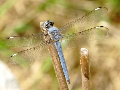 Comanche Skimmer