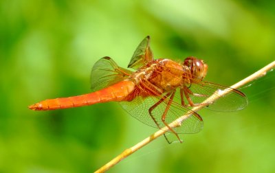 Neon Skimmer