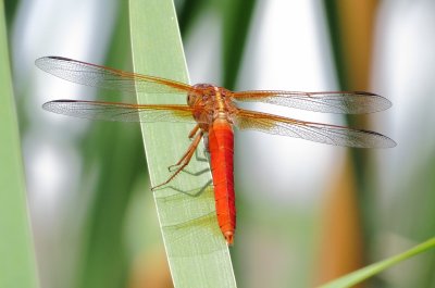 Neon Skimmer