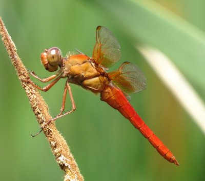 Neon Skimmer