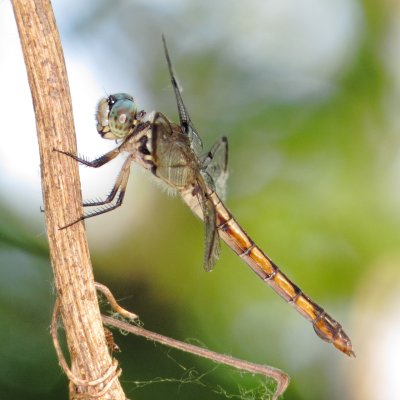 Great Blue Skimmer