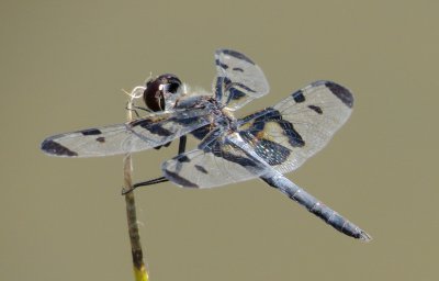 Banded Pennant