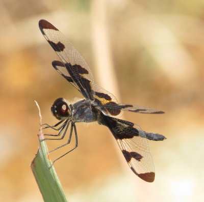 Banded Pennant