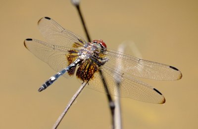 Checkered Setwing