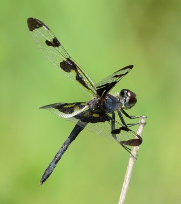 Banded Pennant