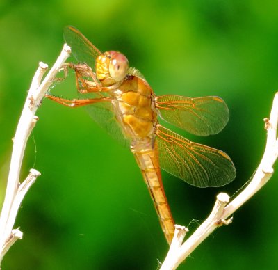 Neon Skimmer