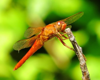 Neon Skimmer