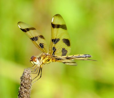 Halloween Pennant