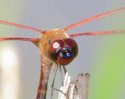 Carolina Saddlebags