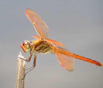 Golden-Winged Skimmer