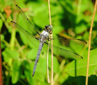 Great Blue Skimmer
